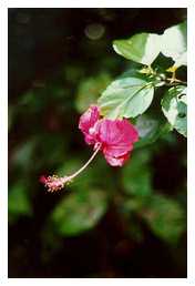 A Local Flower