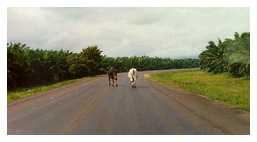 Cows in the Road